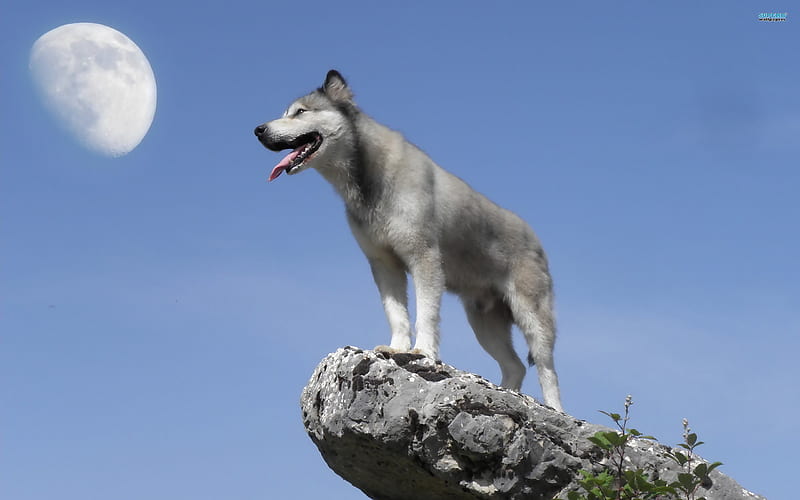 gray wolf-Animal, HD wallpaper