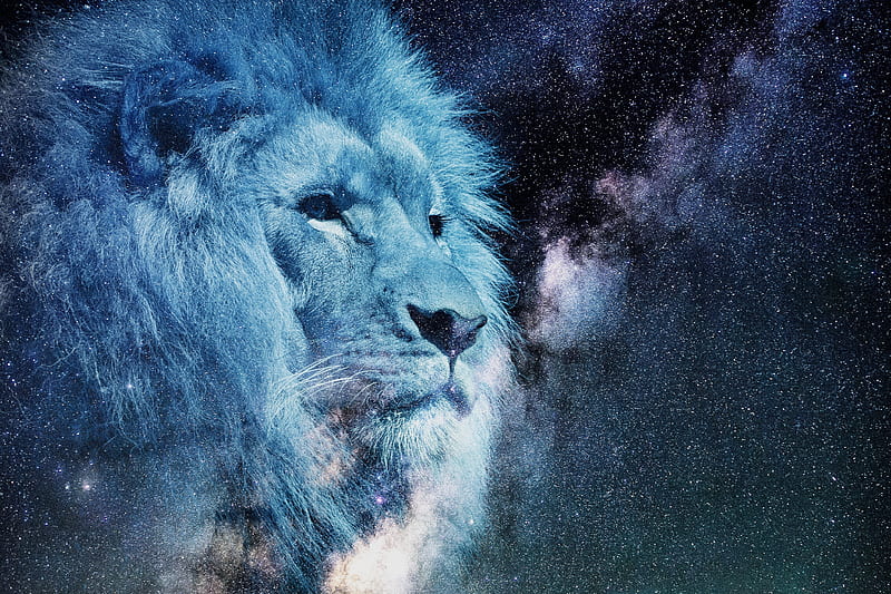 Rey de las bestias, arte, león, leones, mascotas, cielo, estrellas, Fondo  de pantalla HD | Peakpx