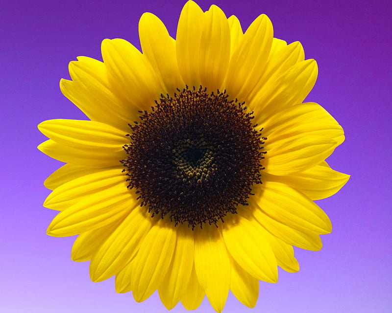 Girasol, flor, amarillo, morado, Fondo de pantalla HD | Peakpx