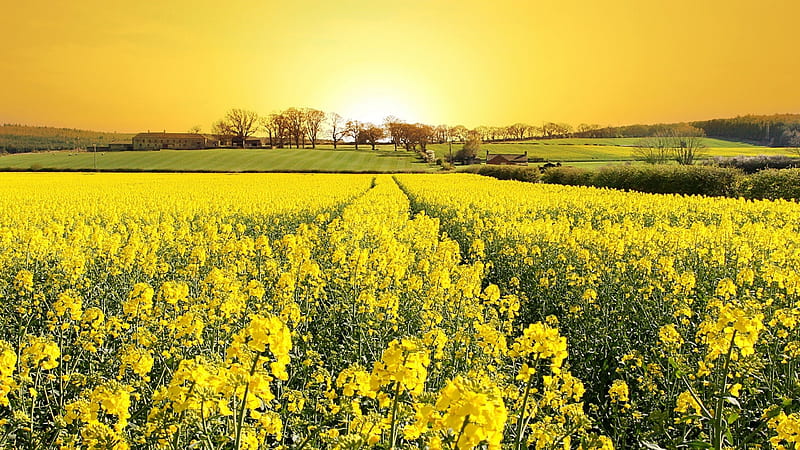 Peaceful Yellow Flower Field, sun, grass, flowers, yellow, nature, trees, field, landscape, HD wallpaper