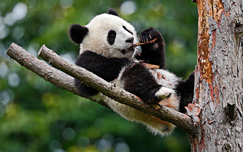 panda on tree, wildlife, cute bears, Ailuropoda melanoleuca, panda, HD wallpaper