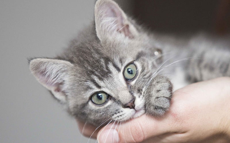 small gray kitten pets, kitten in hand, cute little animals, HD wallpaper