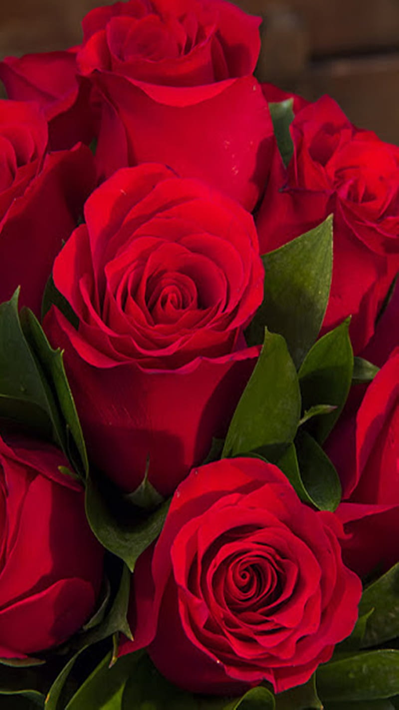 Red Roses, HD phone wallpaper
