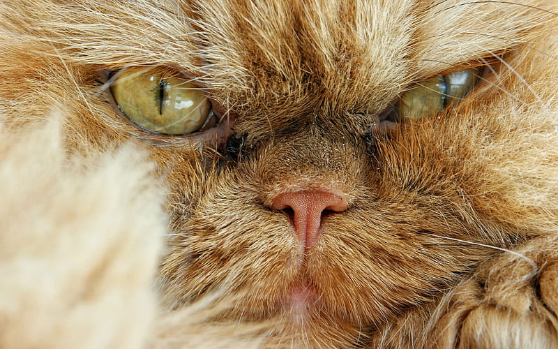pets, face, persian cat, close-up, HD wallpaper