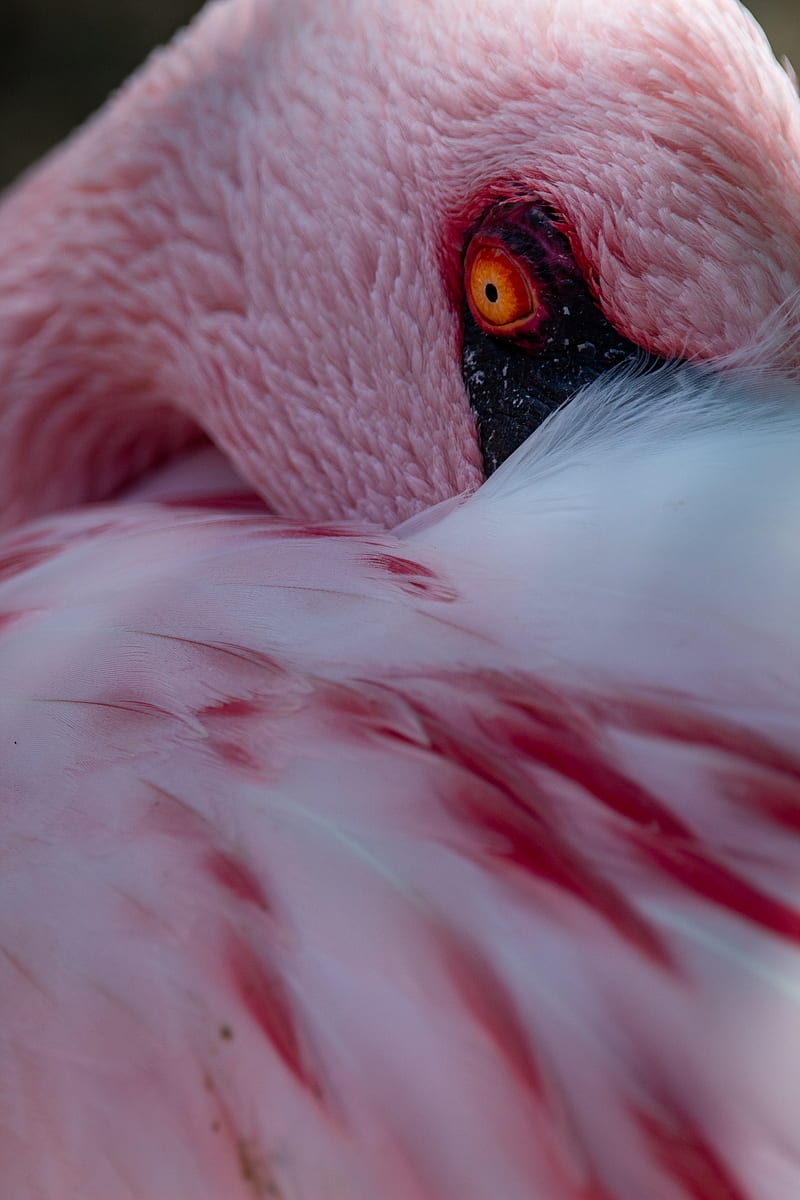 flamingo, bird, eye, feathers, pink, HD phone wallpaper