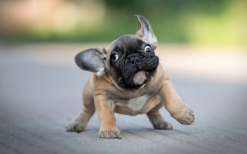 funny french bulldog pictures