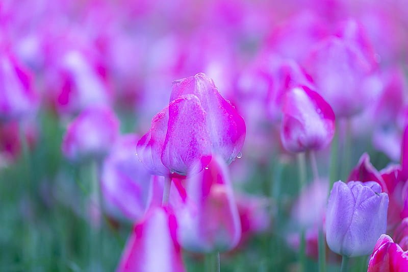 Flowers, Tulip, Purple Flower, Spring, HD wallpaper