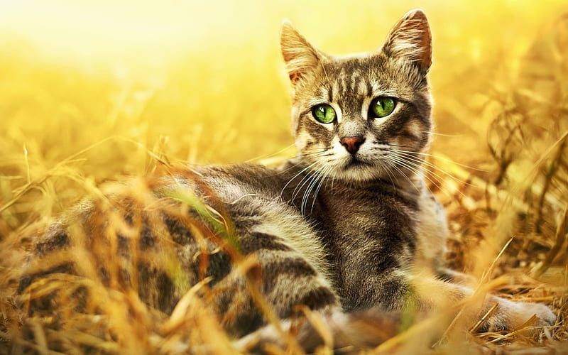 Bengal Cat, pets, green eyes, domestic cat, Prionailurus bengalensis, curious cat, cute animals, cats, Bengal, HD wallpaper