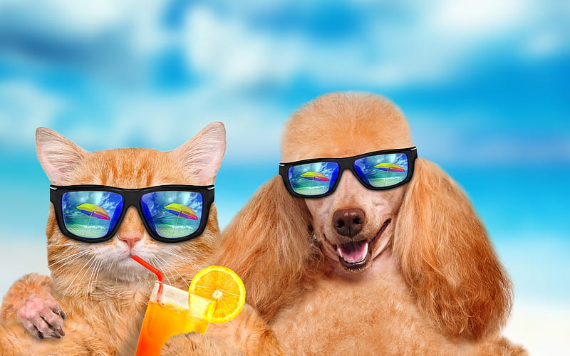 Have a relaxing summer!, orange, cat, poodle, animal, sunglasses, summer, drink, funny, couple, pisica, blue, HD wallpaper