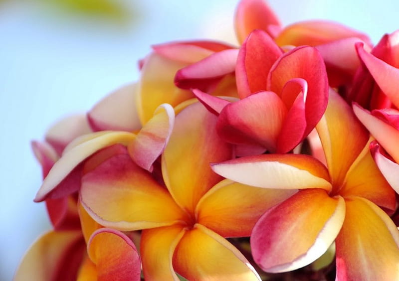 X Px P Free Download Plumeria Flower Flowers Nature Plumerias Hd Wallpaper