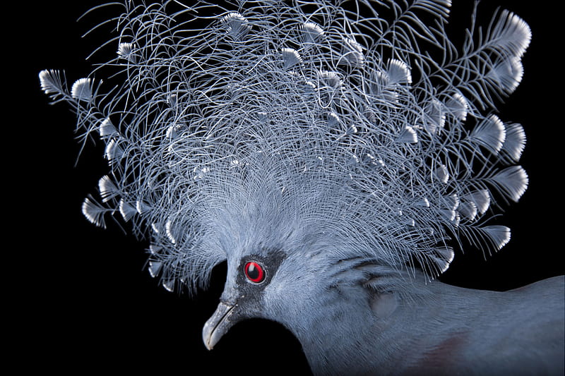 Victoria Crowned Pigeon, red eye, pasare, goura victoria, joel sartore, bird, feather, fan, blue, HD wallpaper