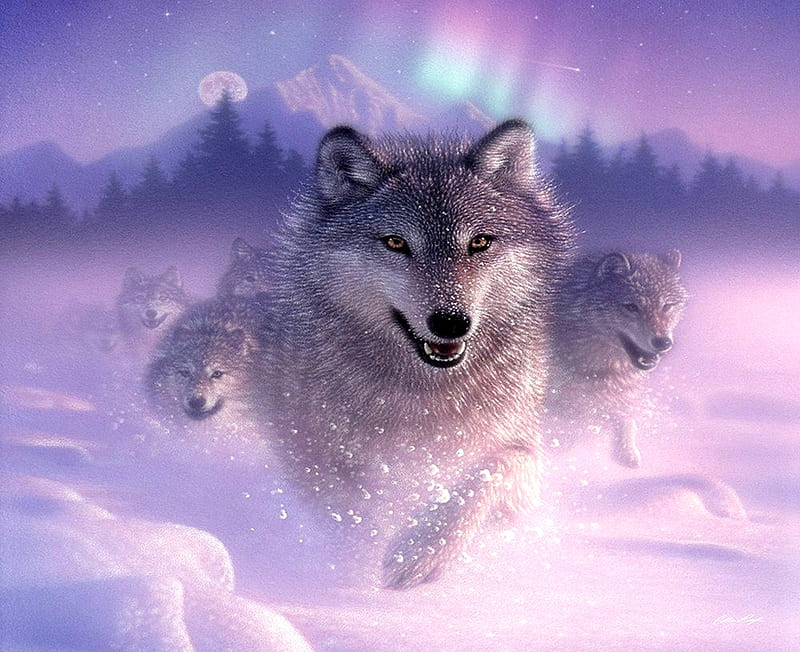Wolf Pack, wolf, aurora, winter, dog, animal, HD wallpaper