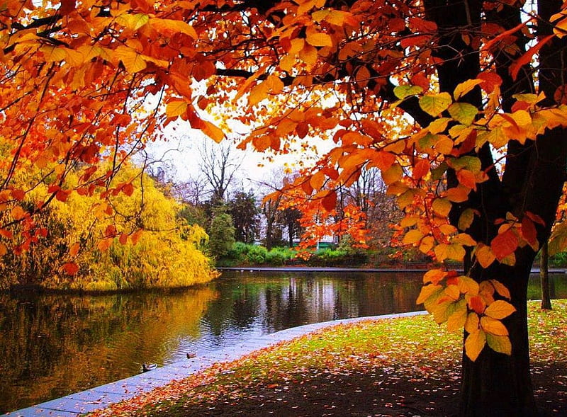 Autumn park, fall, pretty, autumn, shore, falling, bonito, foliage ...