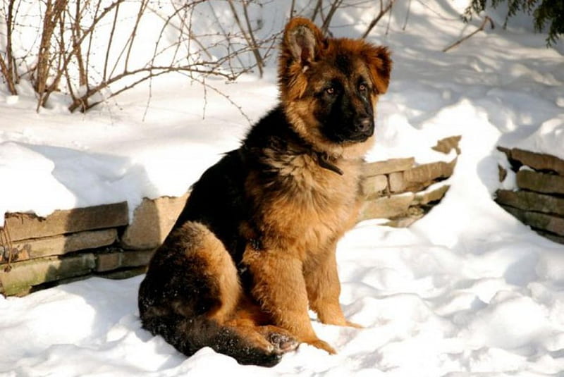 German Shepherd Puppy, young, snow, sitting, dog, winter, HD wallpaper