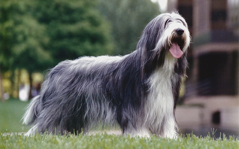 Bearded Collie, Beardie curly gray dog, pets, cute animals, British dog breeds, HD wallpaper
