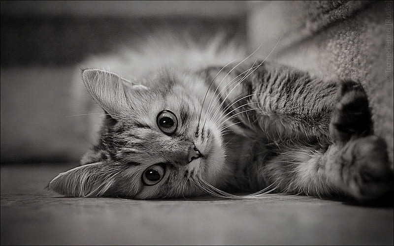 kitty, floor, pose, HD wallpaper