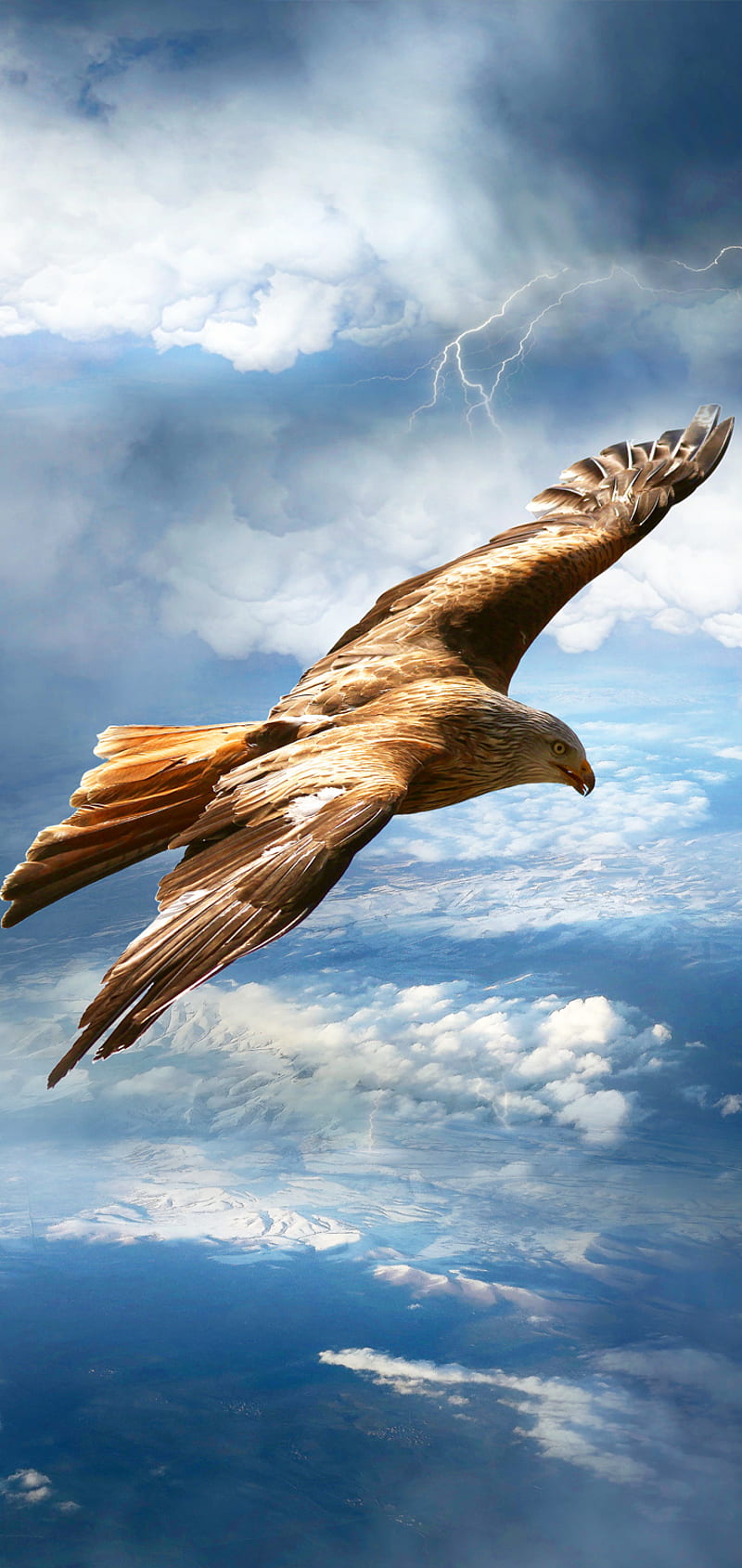 Flying Eagle 11, brown, falcon, HD phone wallpaper