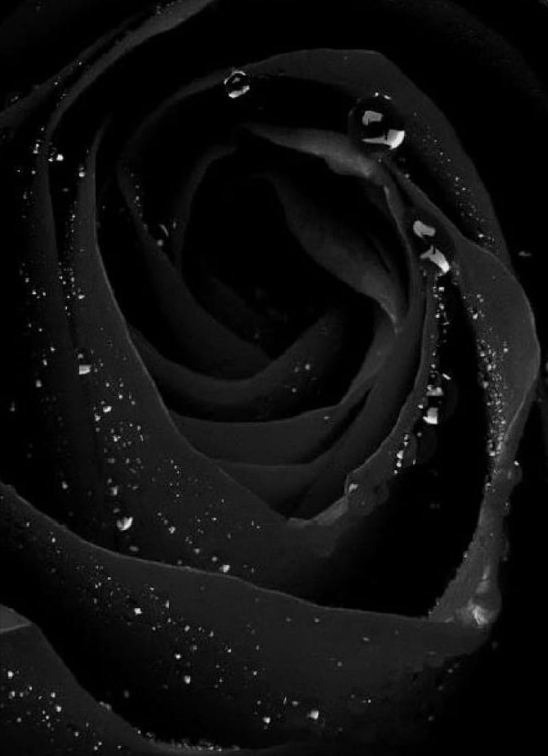 Black rose, drops, flower, HD phone wallpaper