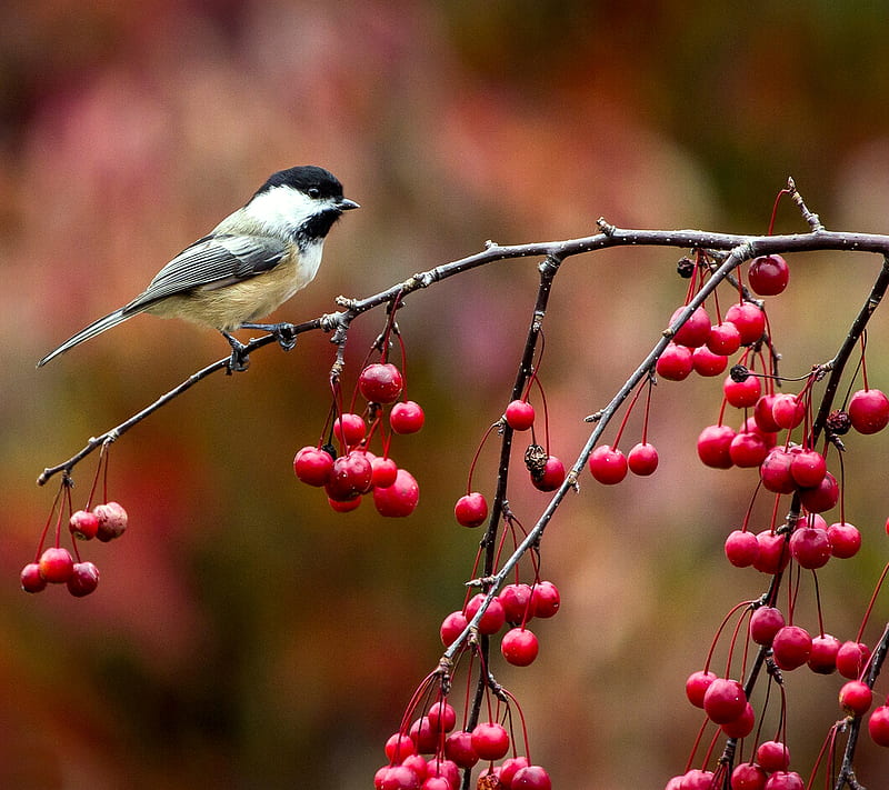 cute bird, autumn, berries, chickadee, nature, red, tree, HD wallpaper