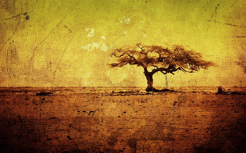 Tree, yelow, old, washed, HD wallpaper
