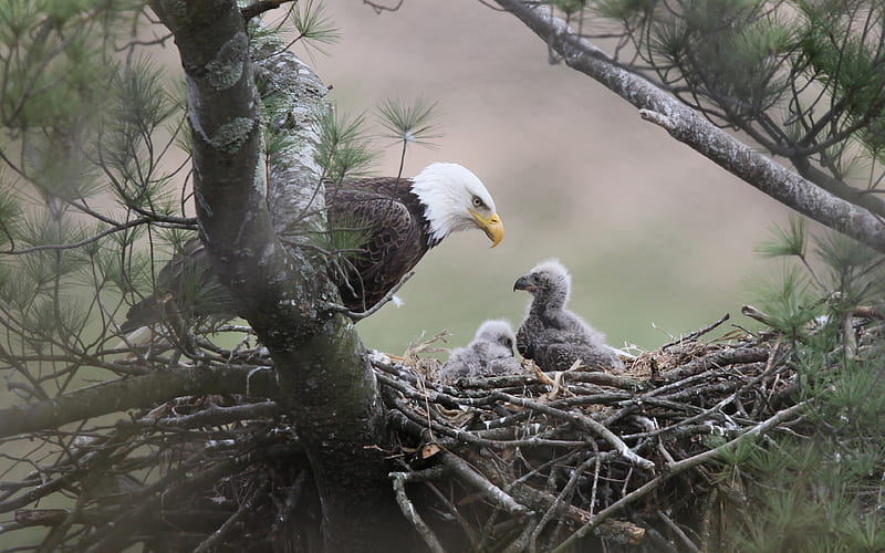 Bald Eagle, North America, nest, chick, predatory birds, wildlife, USA, eagles, HD wallpaper