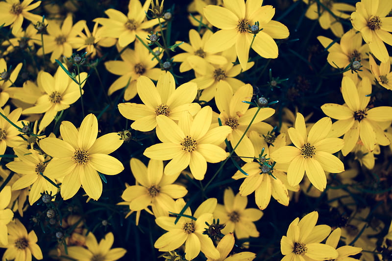 Yellow Petaled Flowers, HD wallpaper