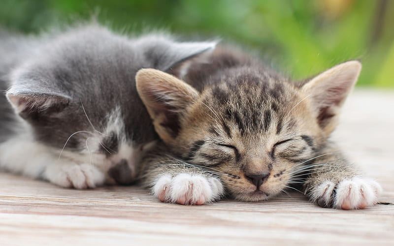 sleeping kittens, cute little cats, pets, small animals, cats, HD wallpaper