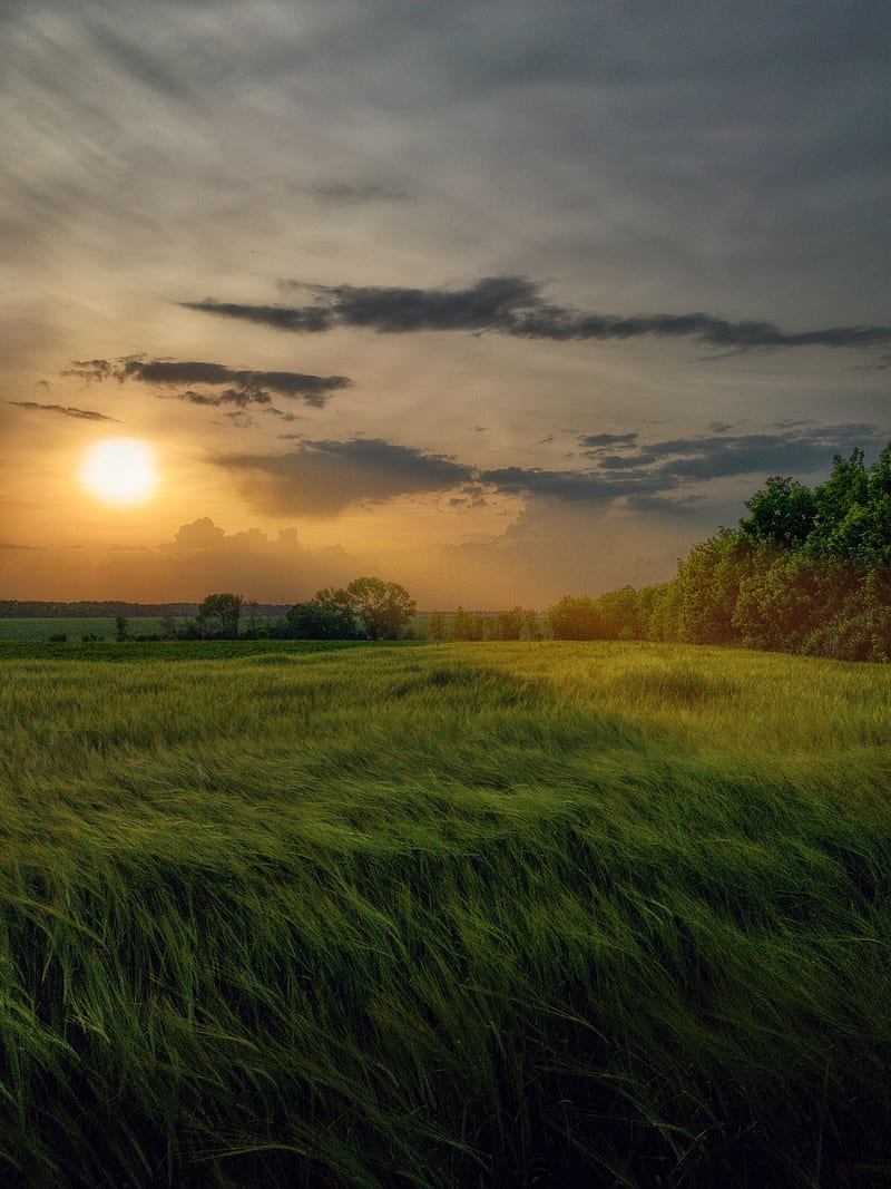 field, grass, the sun, rays, vast, HD phone wallpaper