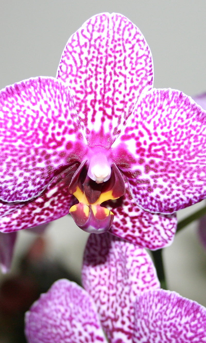 Orquídea, morada, blanca, Fondo de pantalla de teléfono HD | Peakpx