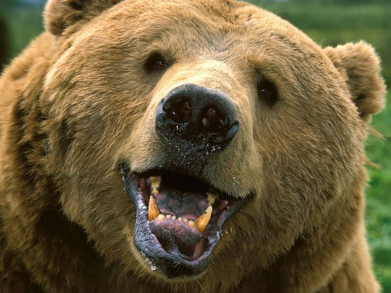 grizzly bear, bear, face, portrait, grizzly, HD wallpaper