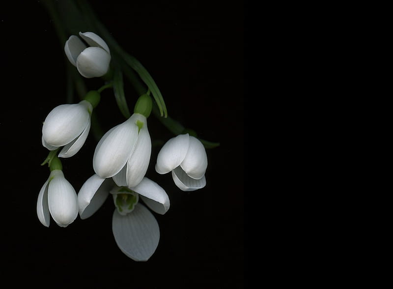 Hình nền  những bông hoa màu trắng cây Hoa 1920x1224  WallpaperManiac   1810963  Hình nền đẹp hd  WallHere