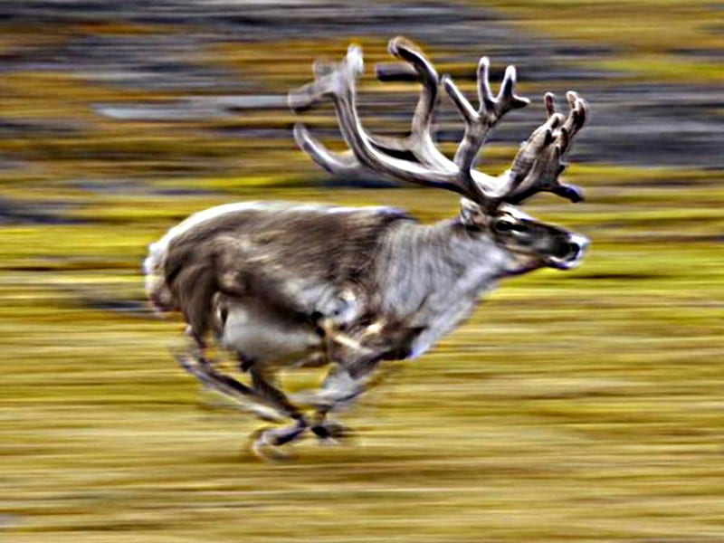 running reindeer, passes, fast, flees, aside, HD wallpaper