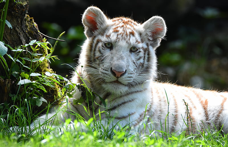 White Tiger-57cm. Wild Cat Tiger Cub Baby White Tiger Wild 
