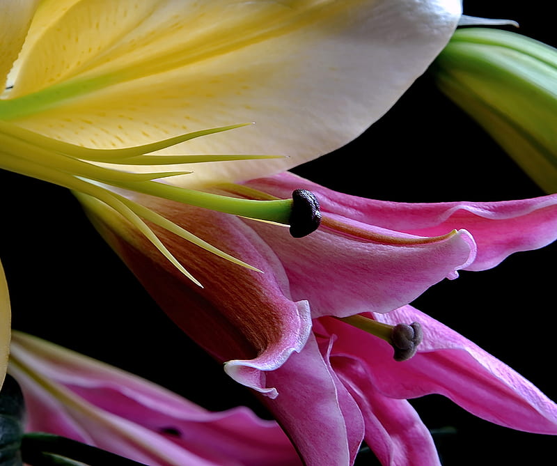 flower, beauty lilie, pink, spring, HD wallpaper
