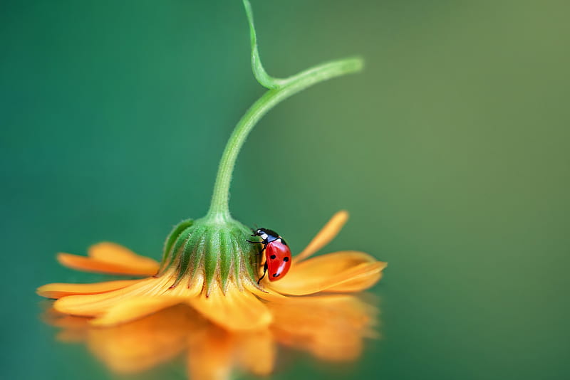 Animal, Ladybug, Flower, Insect, Macro, HD wallpaper