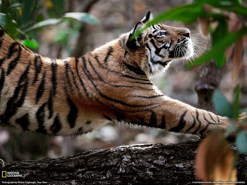Stretch of the Indian tiger- National Geographic selected, HD wallpaper