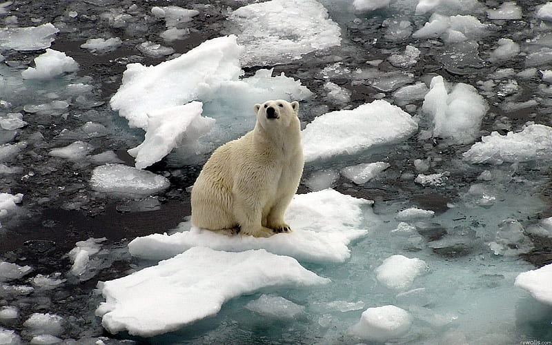 Polar bear-Animal World, HD wallpaper