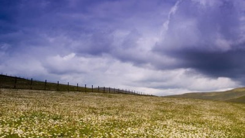 thick clouds over flowering meadow, fence, flowers, clouds, meadow, HD wallpaper