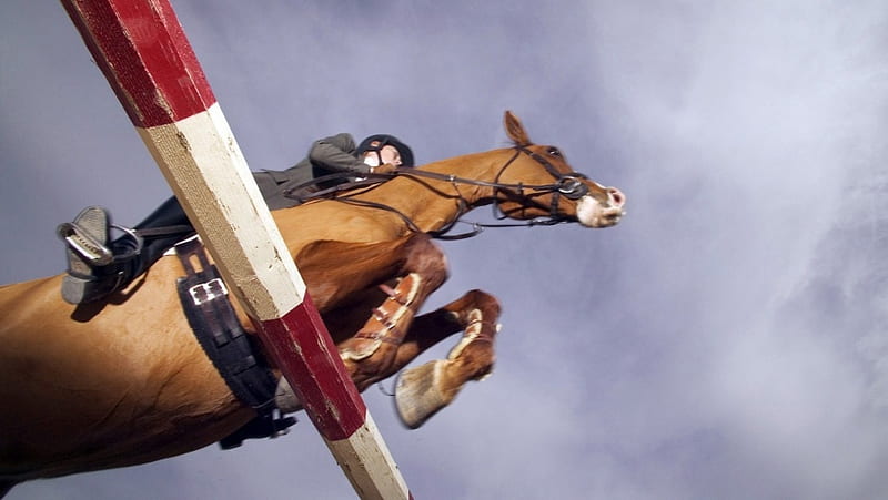Equestrian Horseback Riding, HD wallpaper