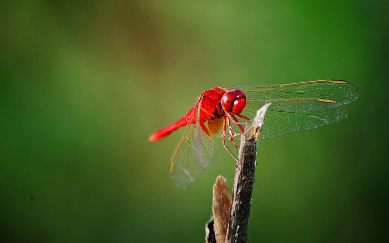 Summer brilliant-Macro graphy-Red Dragonfly 02, HD wallpaper