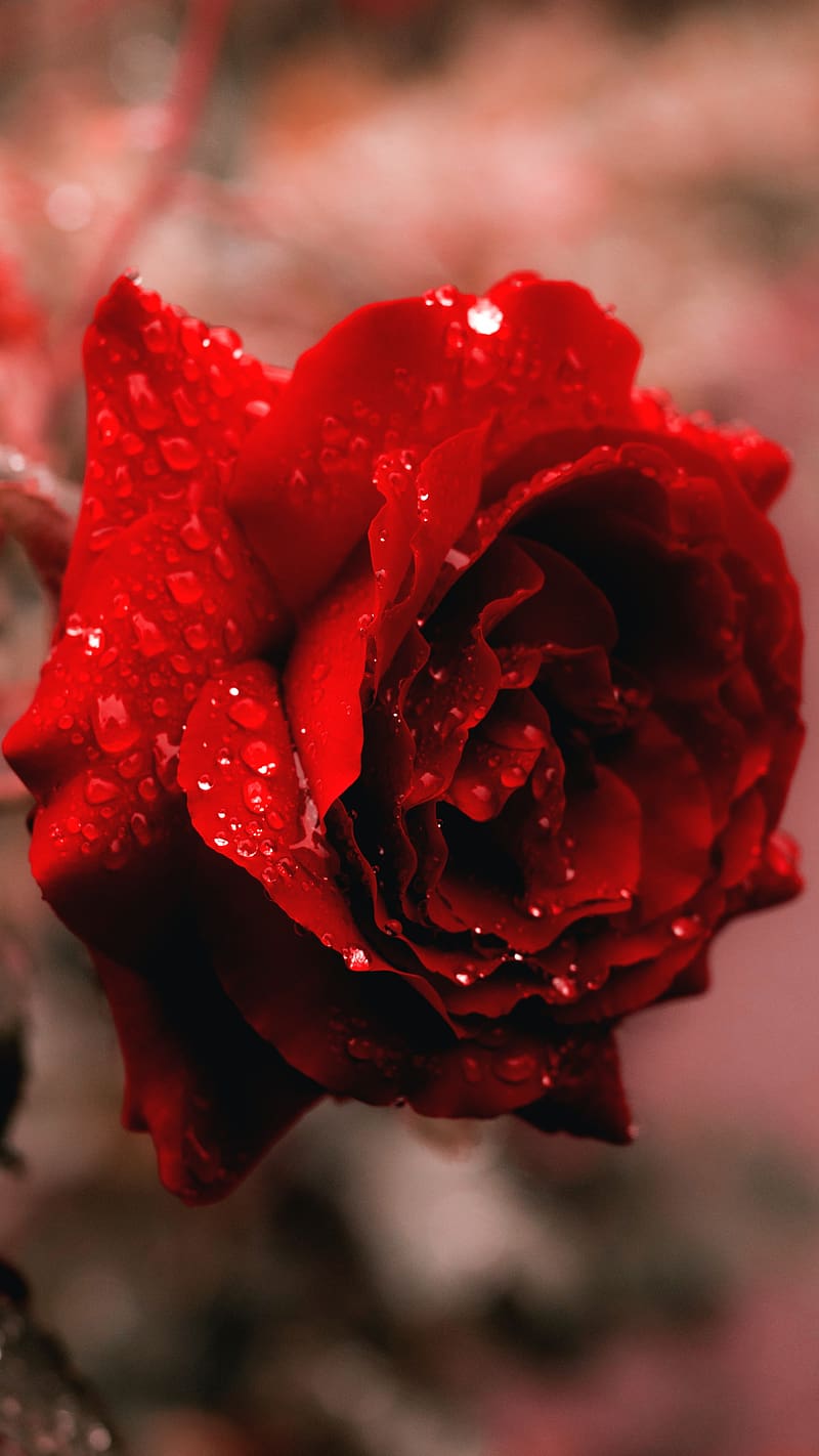 Gulab Flower, red rose, red, rose, flower, HD phone wallpaper