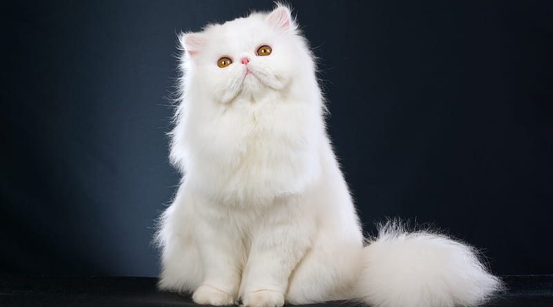 White Fluffy Cat Ultra, Animals, Pets, white, fluffy, cat, persan, HD wallpaper