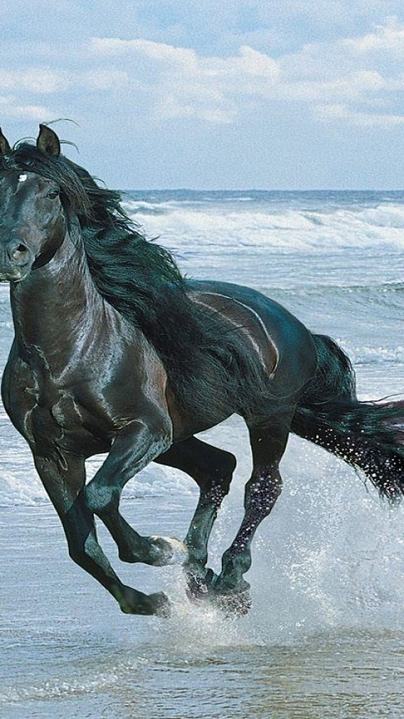 Black Running Horse, running horse, black, animal, water, sea, HD phone wallpaper