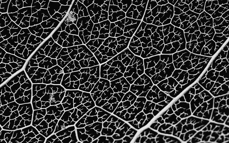 black leaf texture, black and white texture, leaf background, leaf texture monochrome, HD wallpaper
