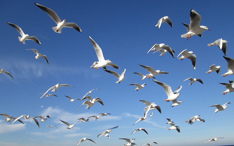 Gulls in the Sky, birds, sky, flight, gulls, HD wallpaper