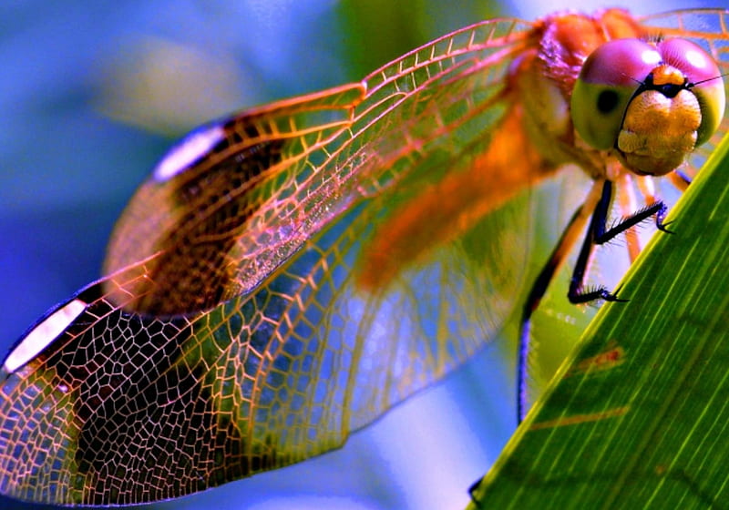 Dragonfly, wings, green, insect, pink, blue, HD wallpaper