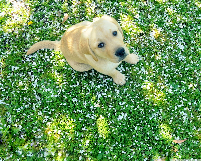 Dog And Spring Ultra Background for U TV : Multi Display, Dual Monitor : Tablet : Smartphone, Spring Puppy, HD wallpaper