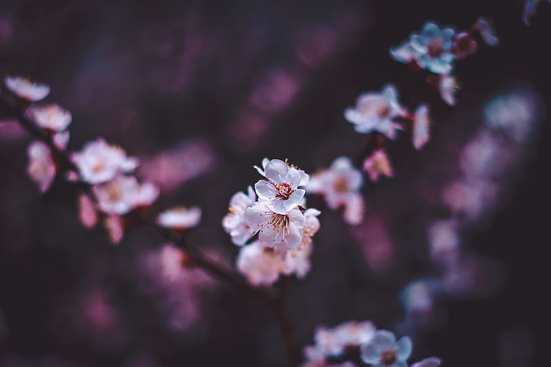 sakura, flowers, white, macro, bloom, HD wallpaper