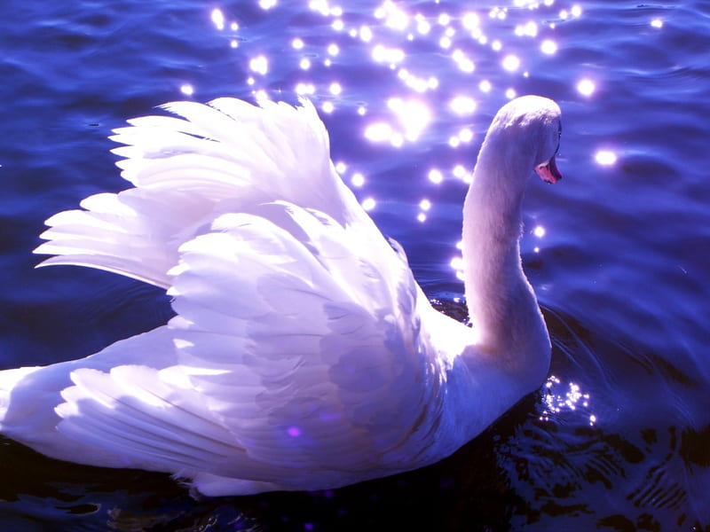 WHITE SWAN, water, bird, glitter, beauty, swan, HD wallpaper | Peakpx