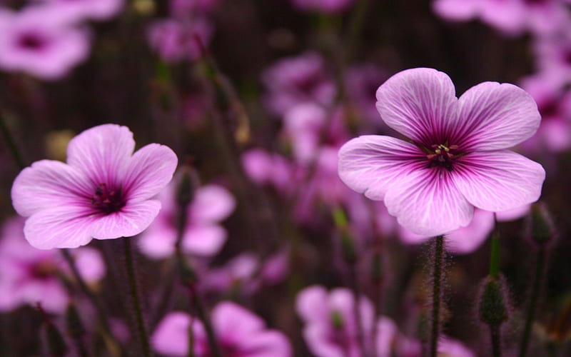 Purple Petal Flowers, center, daylight, purple, flowers, day, nature, petals, stem, HD wallpaper